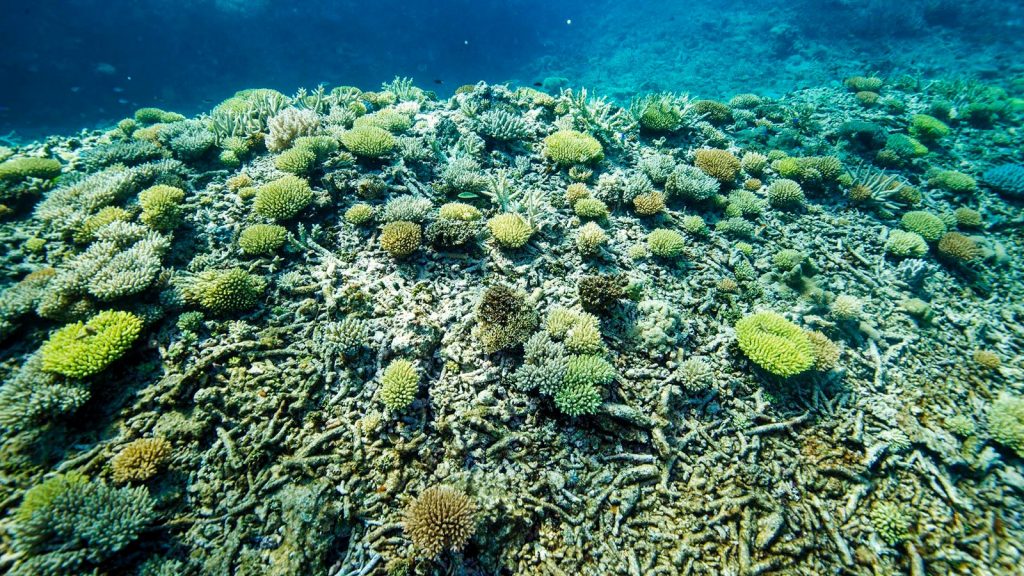 Hình ảnh này chưa có thuộc tính alt; tên tệp của nó là Great-Barrier-Reef-2-1-1024x576.jpg